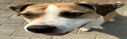 Meticcio cani in regalo: GOLD BELLISSIMO AMSTAFF - Annuncio 5