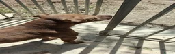 Pitbull cani in regalo: ADOZ.DEL💔:cieco, dolce, solo e maltrattato!!! a Provincia di Novara - Annuncio 2