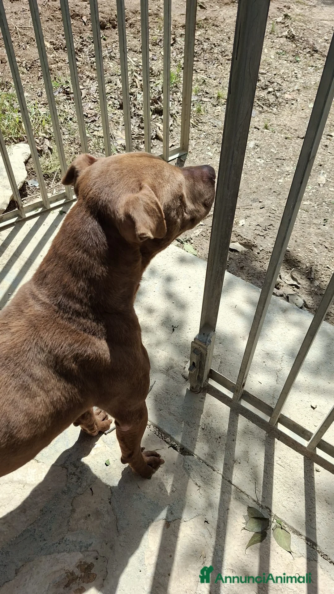 Pitbull cani in regalo: ADOZ.DEL💔:cieco, dolce, solo e maltrattato!!! a Provincia di Novara - Annuncio 2