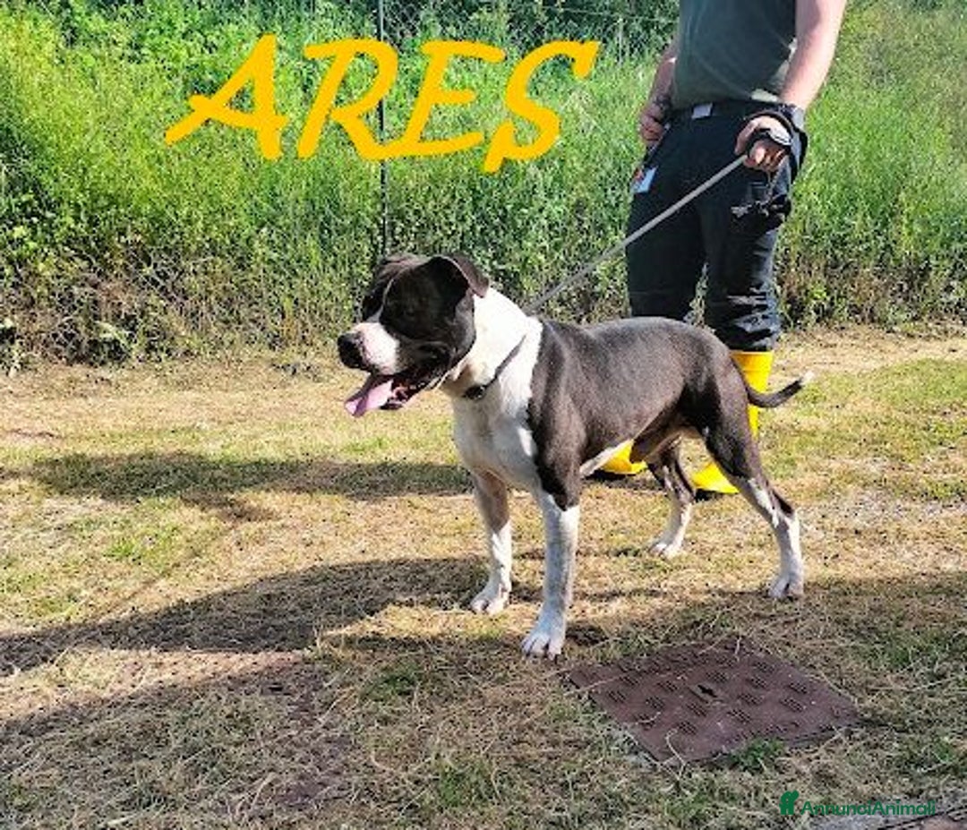 Pitbull cani in regalo: ARES 2-3anni cerca casa con persona esperta! - Annuncio 6