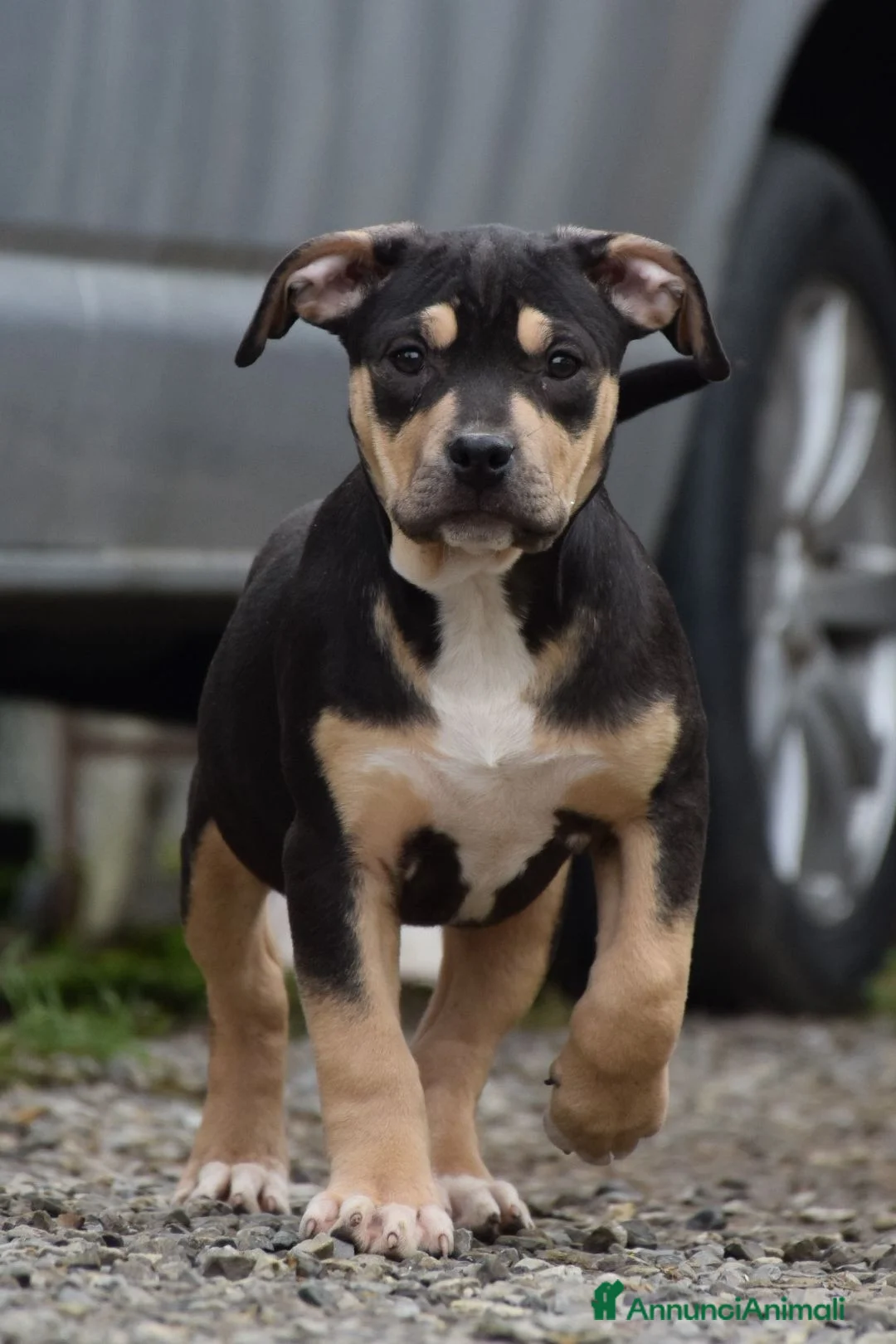 Pitbull cani in vendita: Cuccioli American Pit Bull anche a rate - Annuncio 9