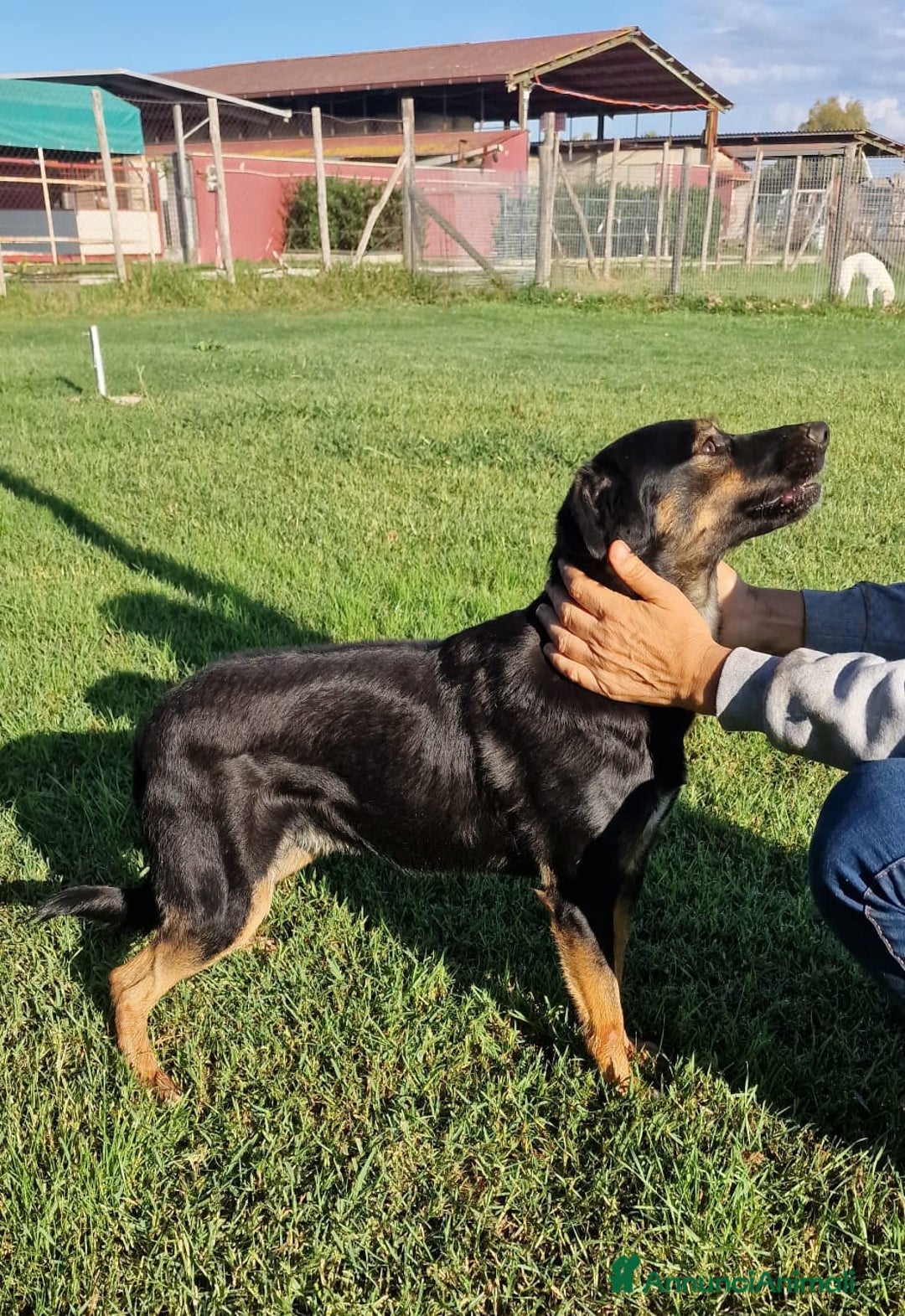 Meticcio cani in regalo: Tac, giovanissima, piccola e dolce - Annuncio 7