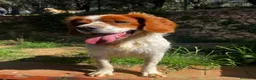 Breton cani in regalo: Poli il Breton che sorride - Annuncio 3