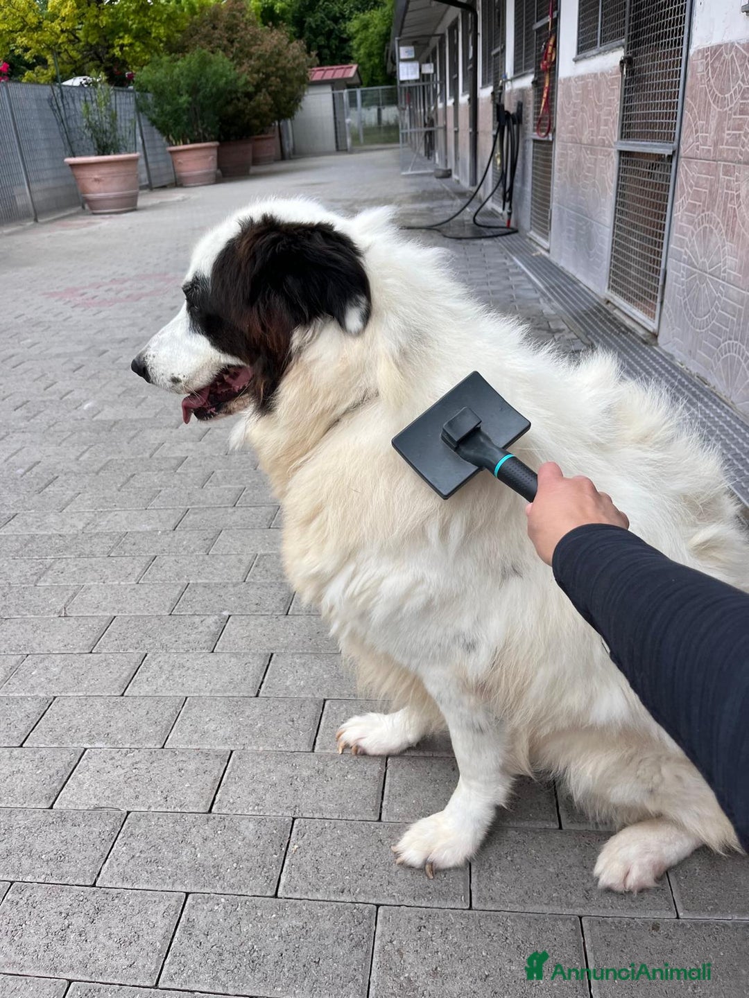 Meticcio cani in regalo: SIMBA MAREMMANO - Annuncio 7