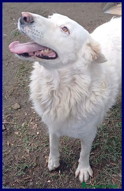 Meticcio cani BOMBA dolcissima e buona con tutti - Annuncio 2