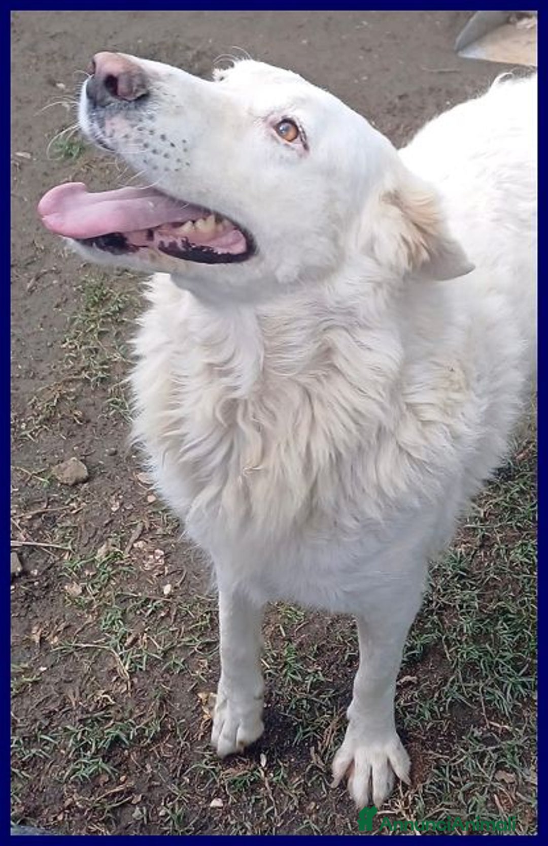 Meticcio cani in regalo: BOMBA dolcissima e buona con tutti - Annuncio 1