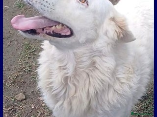 Meticcio cani BOMBA dolcissima e buona con tutti - Annuncio 1