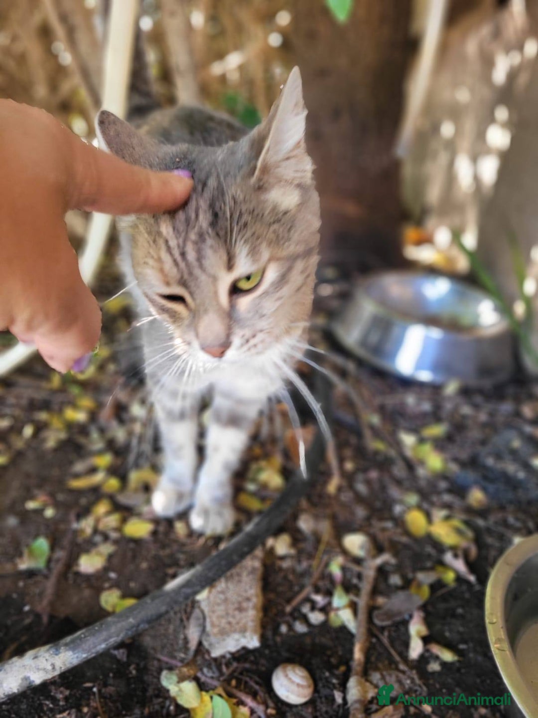 Meticcio gatti in regalo: Mitzi - Annuncio 5