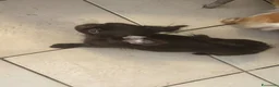 Chihuahua cani in vendita: Chihuahua mini femmina  - Annuncio 3