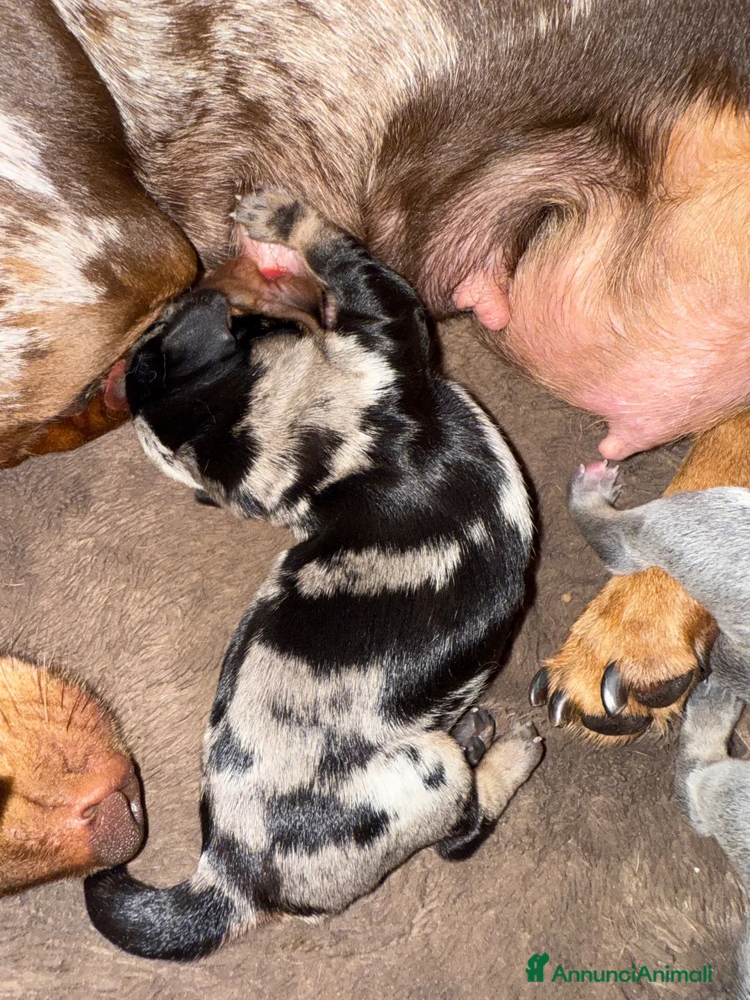 Bassotto cani in vendita: CUCCIOLI BASSOTTO  - Annuncio 2