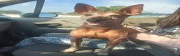 Meticcio cani in regalo: Billo simil pinscher cerca casa - in adozione - Annuncio 3