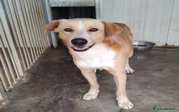 Meticcio cani in regalo: William a Provincia di Treviso - Immagine 7