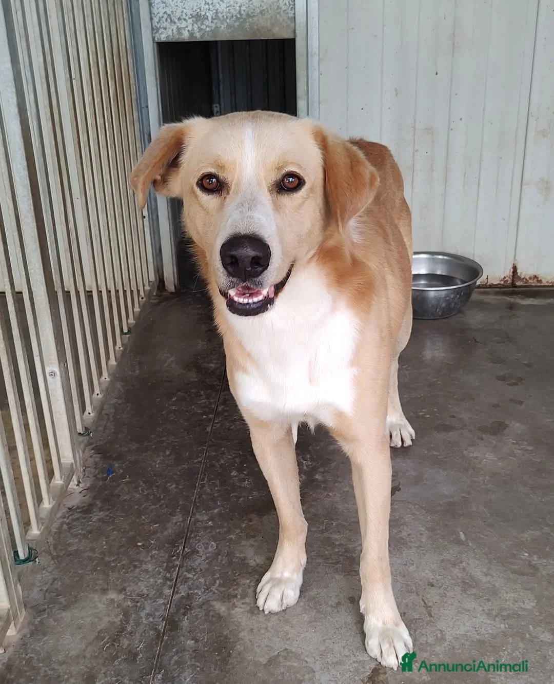 Meticcio cani in regalo: William a Provincia di Treviso - Annuncio 7