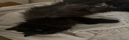 Persiano gatti in vendita: Splendidi Gattini Persiani  - Annuncio 11
