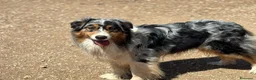 Australian Shepherd cani in regalo: Draco - australian shepherd  blu merle in adozione - Annuncio 5