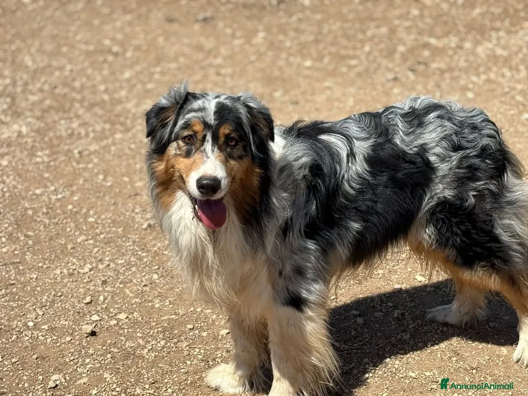 Australian Shepherd cani in regalo: Draco - australian shepherd  blu merle in adozione - Annuncio 5