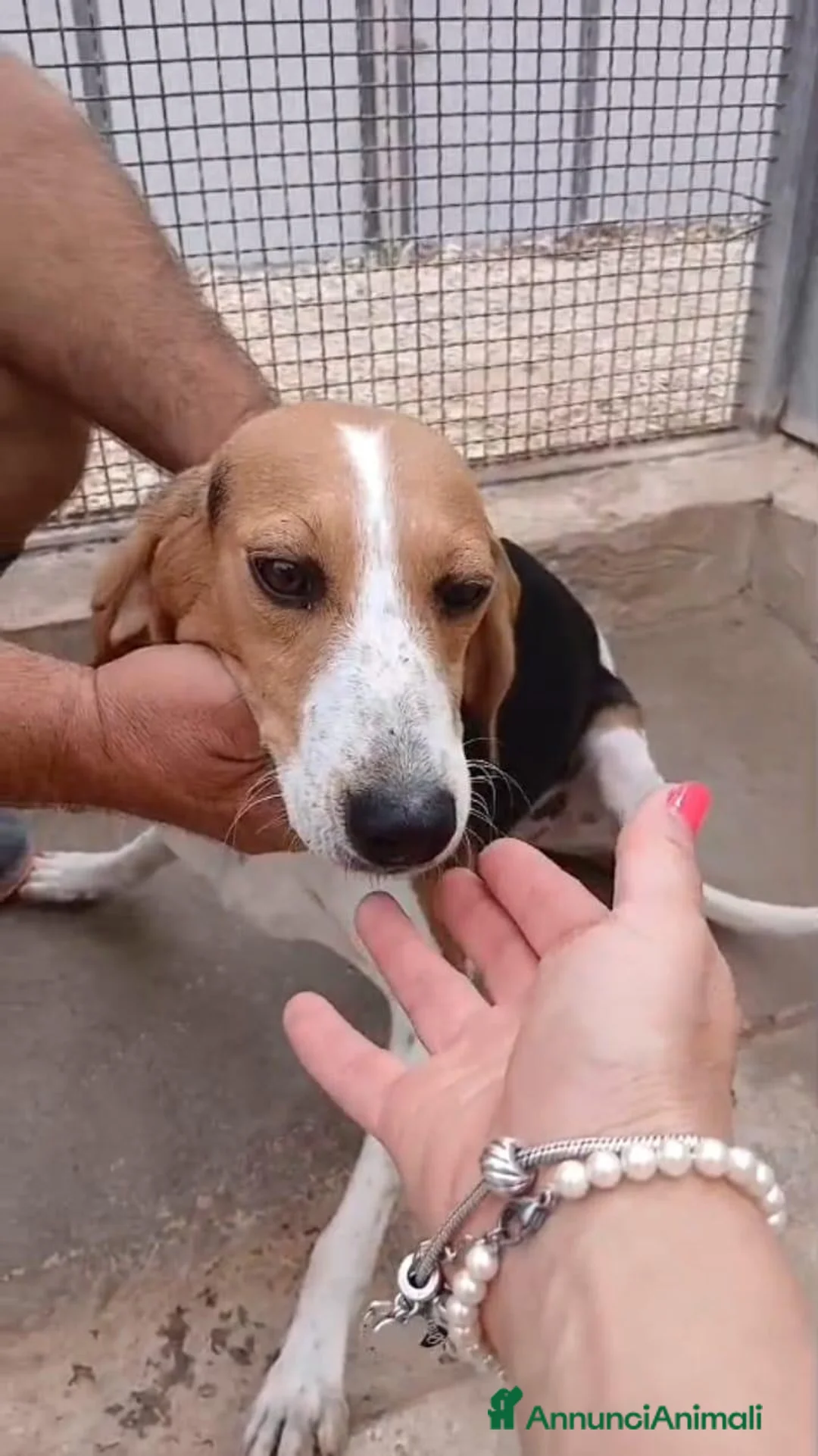 Beagle cani in regalo: Toby, un dolcissimo Beagle - Annuncio 1