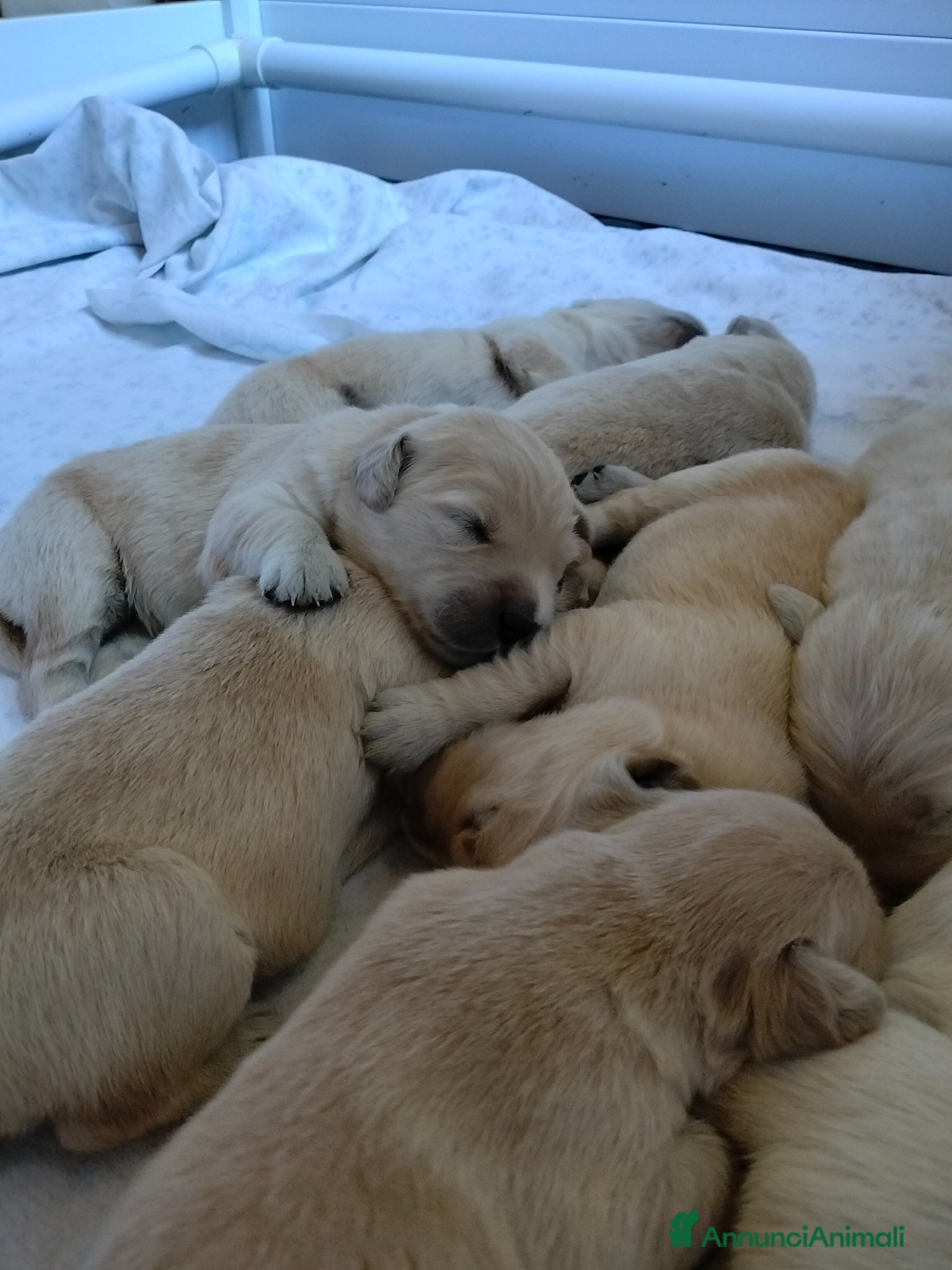 Golden Retriever cani in vendita: Cuccioli Golden retriever  - Annuncio 5
