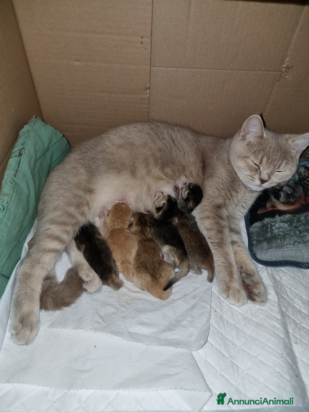 Scottish gatti in vendita: Scottish Straight  - Annuncio 7