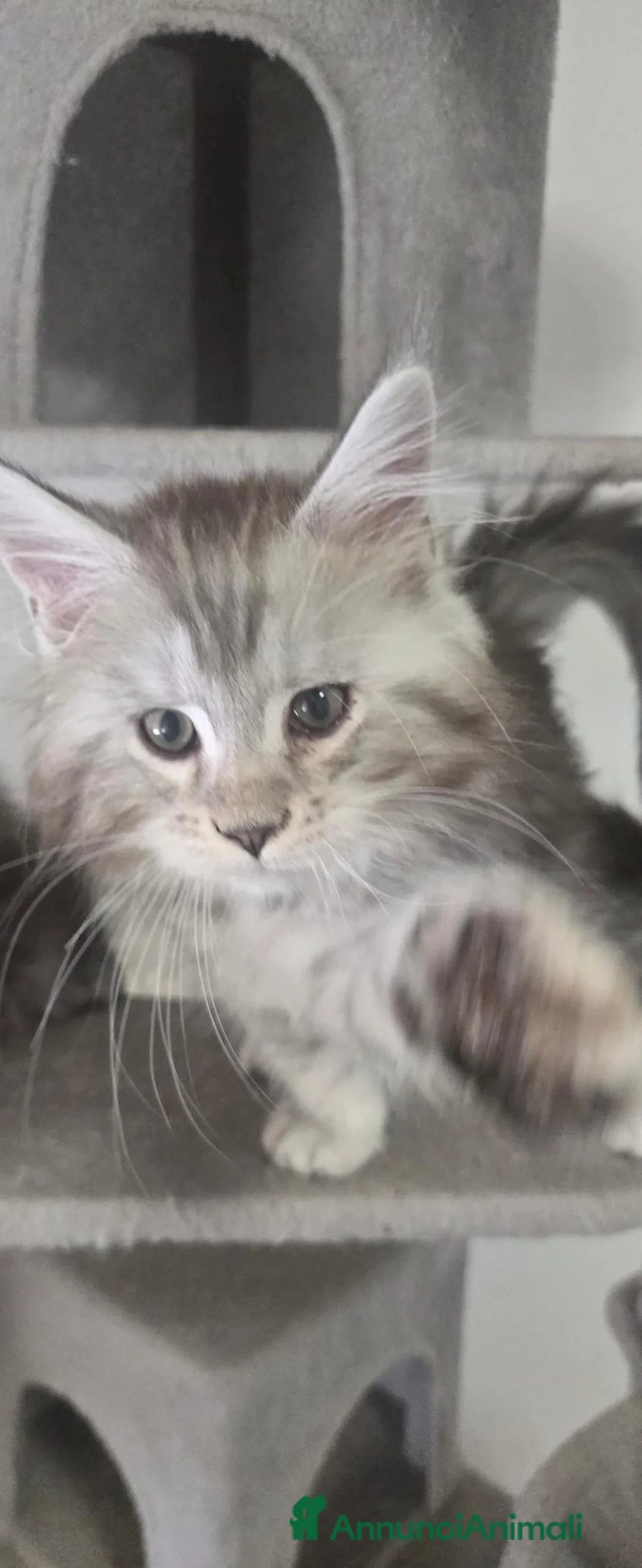 Maine Coon gatti in vendita: Stupendi cuccioli Silver pedigree da compagnia  - Annuncio 9