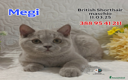 British gatti in vendita: British Shorthair cuccioli  a Città metropolitana di Roma Capitale - Immagine 8