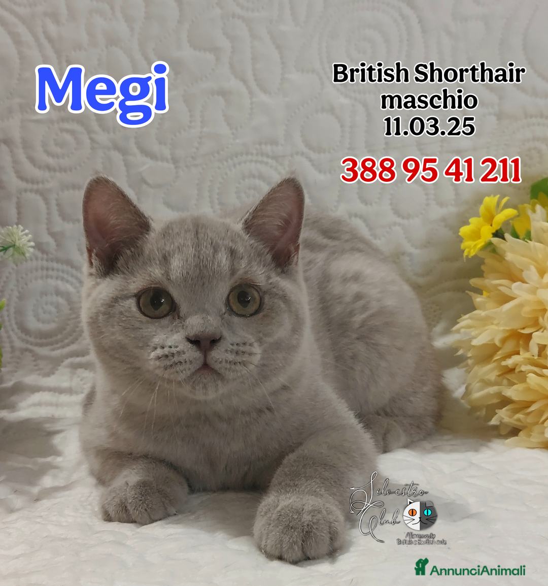 British gatti in vendita: British Shorthair cuccioli  a Città metropolitana di Roma Capitale - Immagine 8