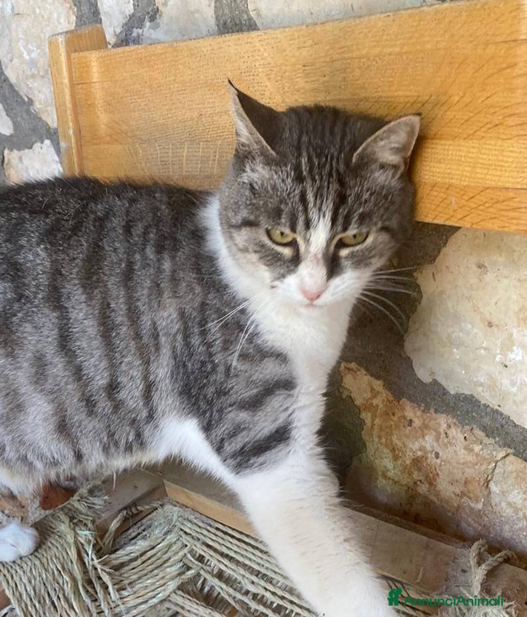 Europeo gatti in regalo: LICIA, dolce gatta in adozione! - Annuncio 7