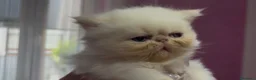 Persiano gatti in vendita: gattina persiana - Annuncio 1
