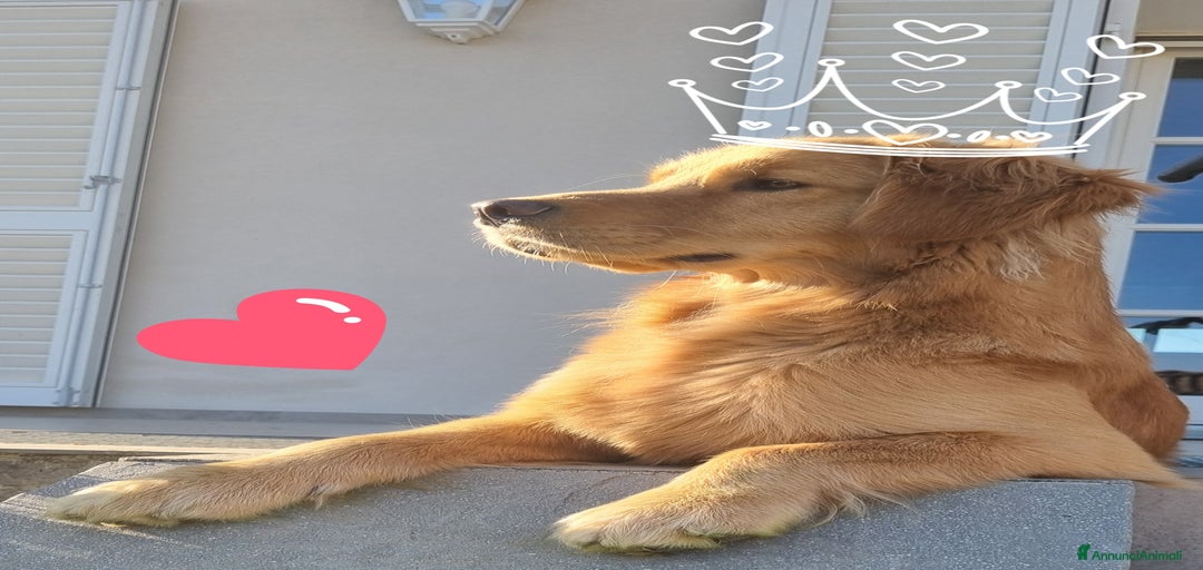 Immagine della galleria {{count}}