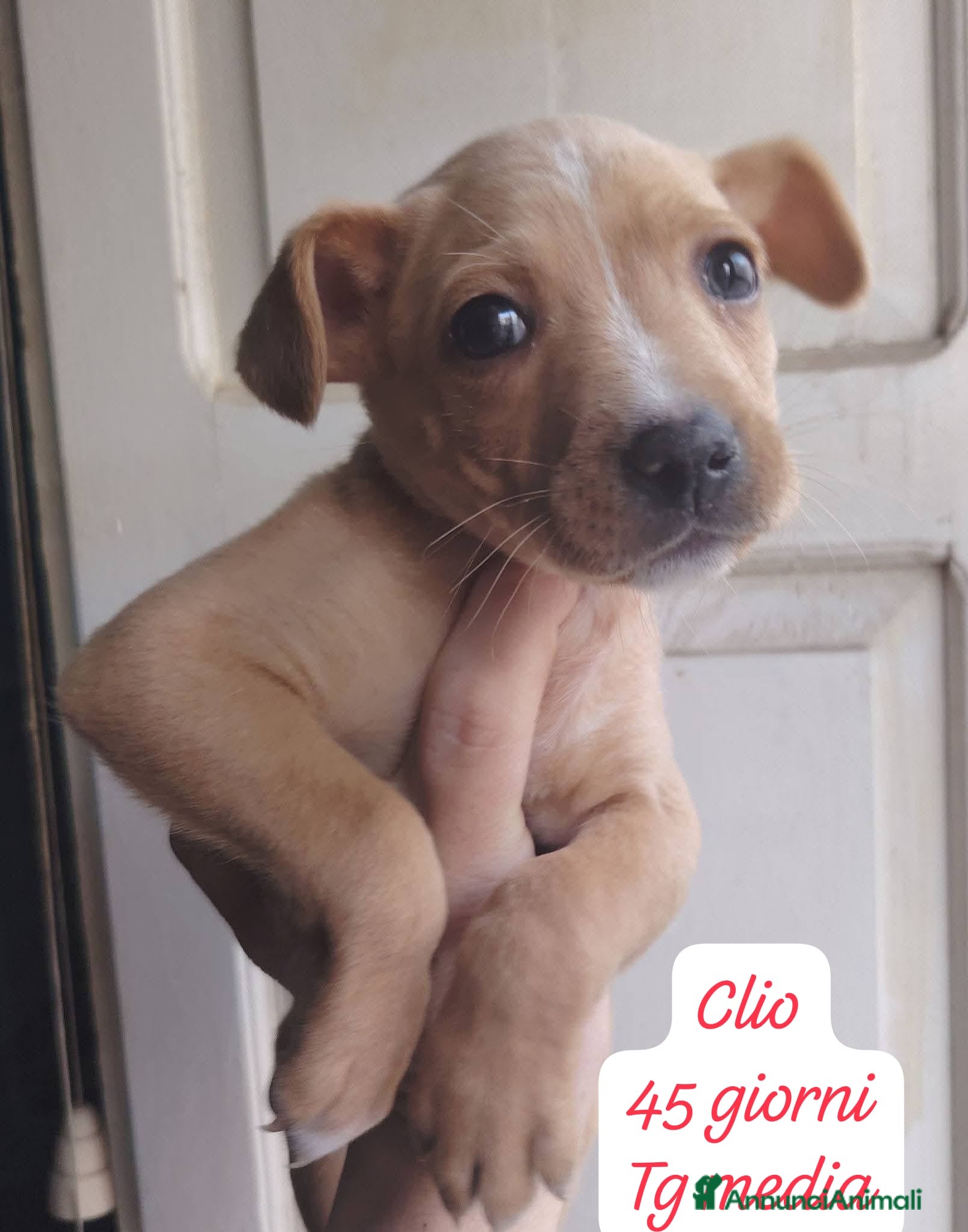 Meticcio cani Tanti bellissimi cuccioli da salvare  - Annuncio 10