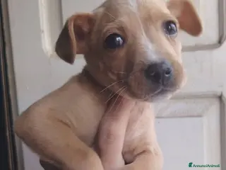 Meticcio cani Tanti bellissimi cuccioli da salvare - Annuncio 10