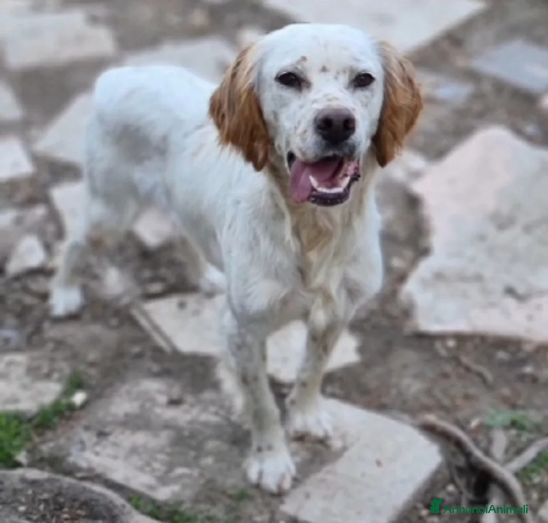 Setter Inglese cani in regalo: Setter quasi 3anni BELLO ED INVISIBILE! FOGGIA a Città metropolitana di Milano - Annuncio 2