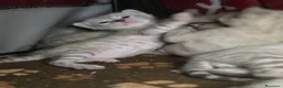 Bengala gatti in vendita: Cuccioli gatto bengala  - Annuncio 17