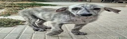 Meticcio cani in regalo: Argent 2 mesi taglia media  - Annuncio 4