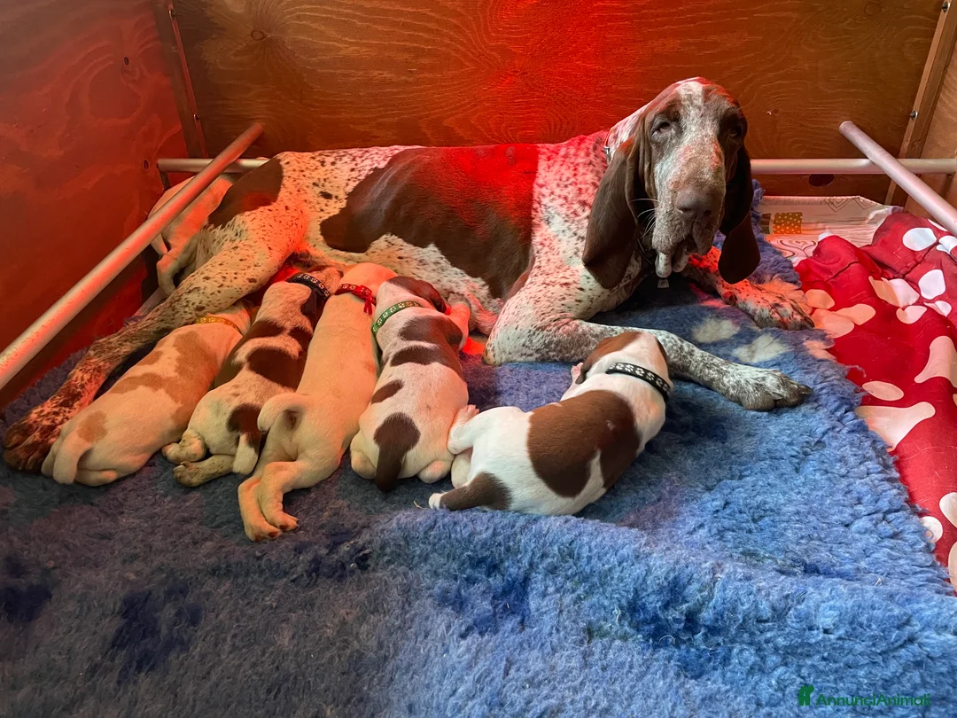 Immagine della galleria {{count}}