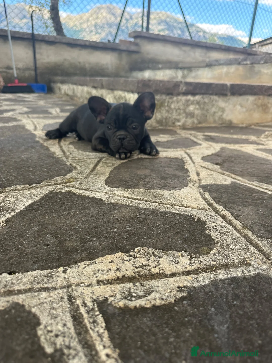 Bulldog Francese cani in vendita: bulldog francese  - Annuncio 2