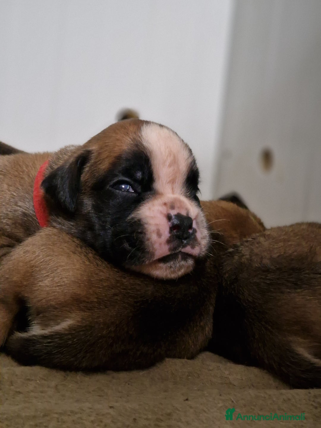 Boxer cani in vendita: Boxer cuccioli con pedigree - Annuncio 10