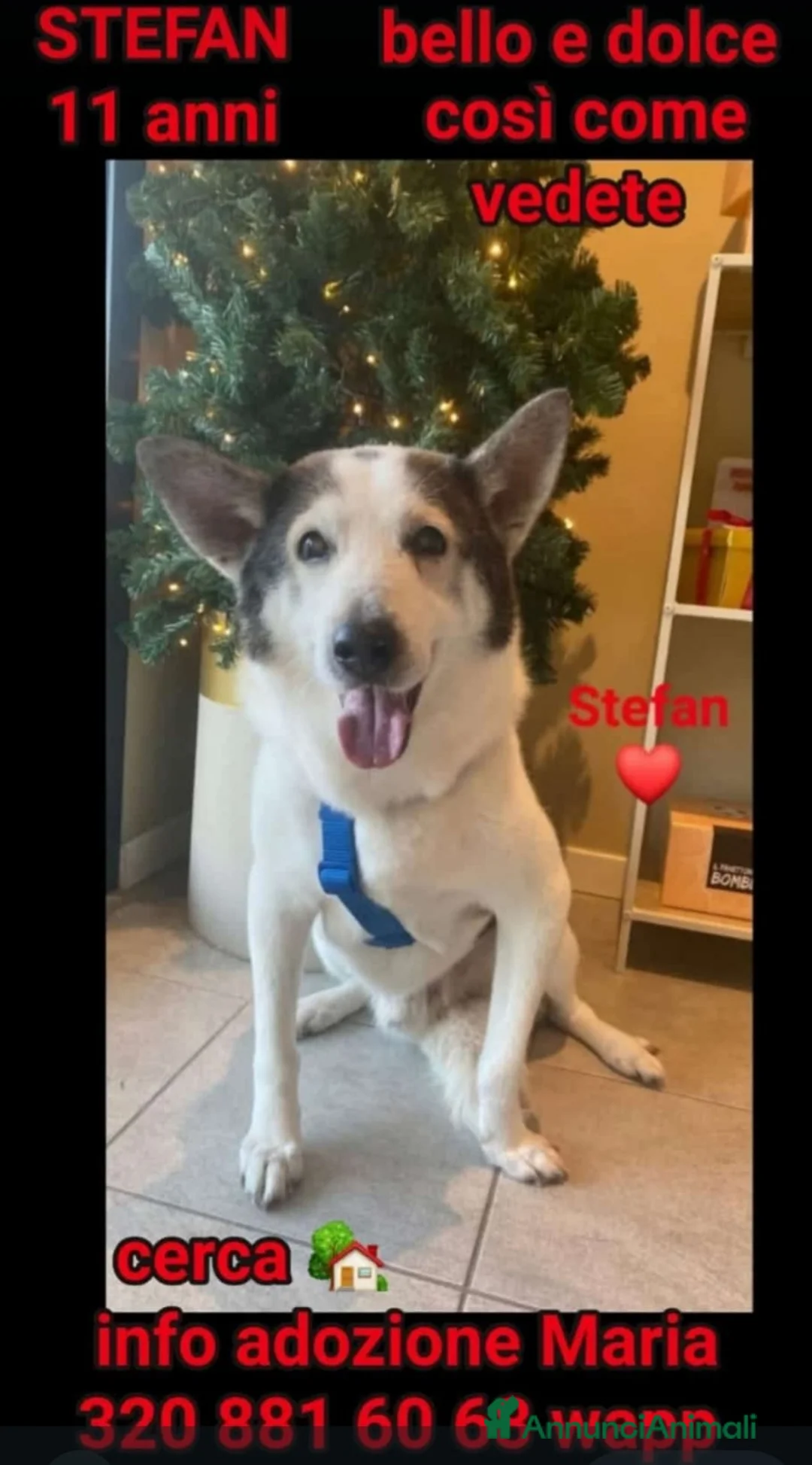 Meticcio cani in regalo: Mix Husky 11anni gli hanno rotto 1zampa...BRESCIA a Città metropolitana di Milano - Annuncio 1