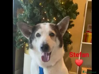 Meticcio cani Mix Husky 11anni gli hanno rotto 1zampa...BRESCIA a Città metropolitana di Milano - Annuncio 42