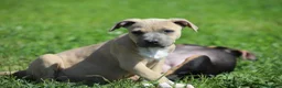 Pitbull cani in vendita: Cuccioli Pit Bull pronta consegna  - Annuncio 13