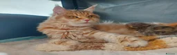 Siberiano gatti in vendita: Cuccioli di gatto Siberiano Certificati  - Annuncio 2
