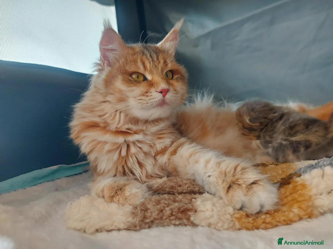 Siberiano gatti in vendita: Cuccioli di gatto Siberiano Certificati  - Annuncio 2