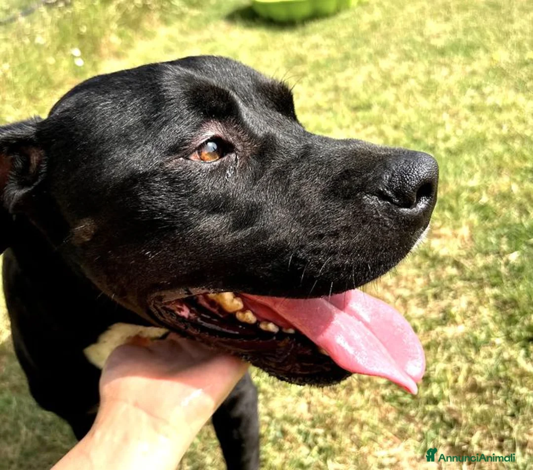 Labrador cani in regalo: The king- cane nero mix labrador molosetto  - Annuncio 6