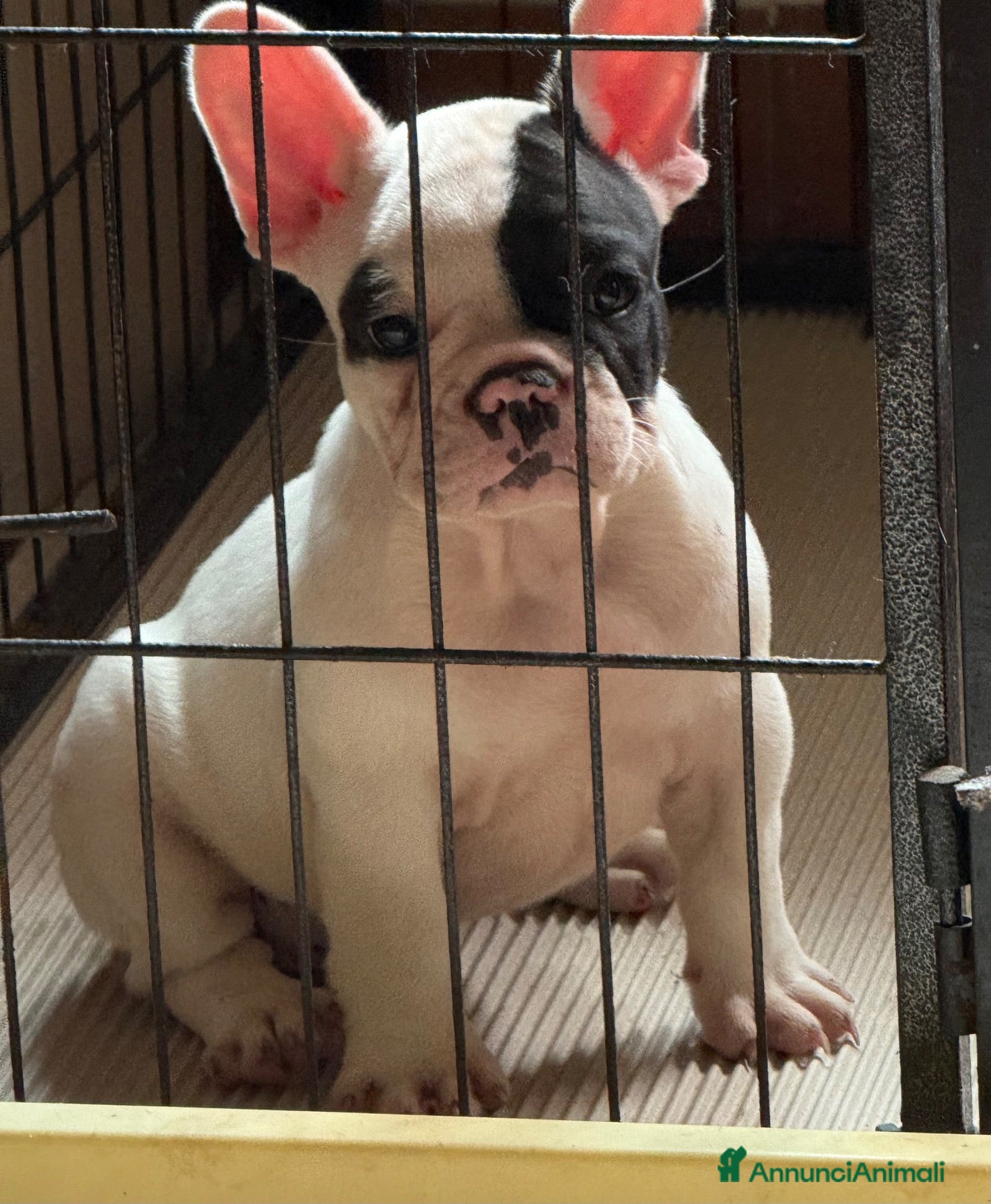Bulldog Francese cani Bulldog francese cucciola pronta  - Annuncio 5