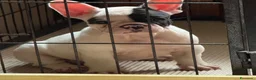 Bulldog Francese cani in vendita: Bulldog francese cucciola pronta  - Annuncio 1
