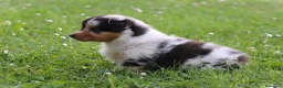 Australian Shepherd cani in vendita: Cucciolini di Australian Shepherd- Cucciolata Enya - Annuncio 13