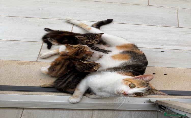Altre razze gatti a Provincia di Caserta - Annuncio 1