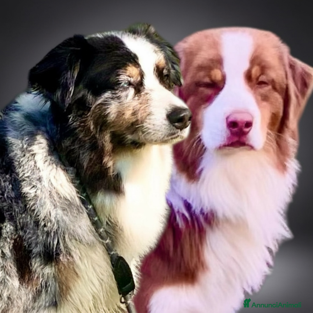 Australian Shepherd cani in vendita: Australian Shepherd pastore australiano cuccioli - Annuncio 1