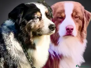 Australian Shepherd cani Australian Shepherd pastore australiano cuccioli - Annuncio 8