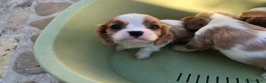 Cavalier King 2